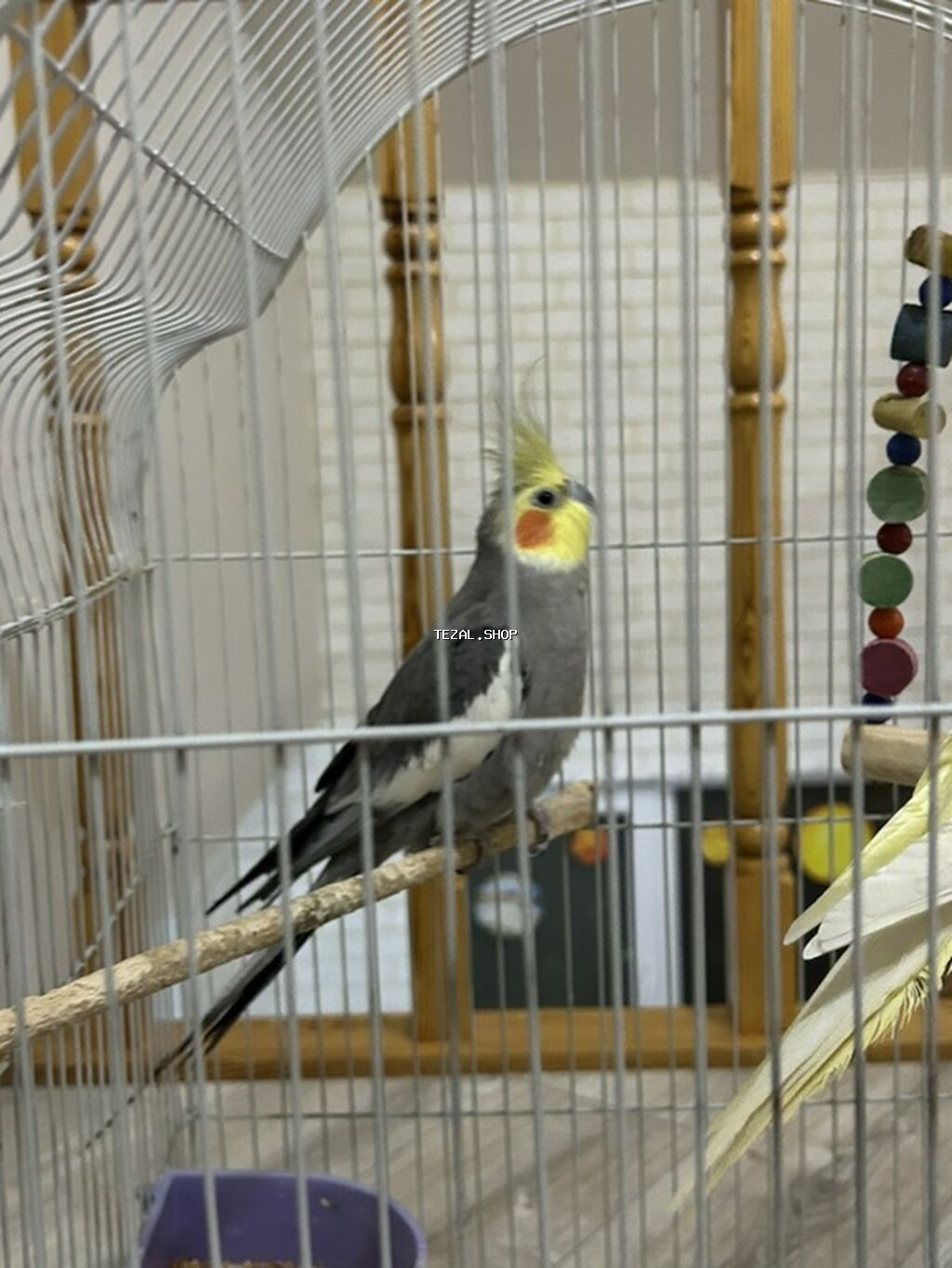 2 korella satılır, qəfəslə və bütün əşyalarıyla birgə 80 manat son - şəkil 3