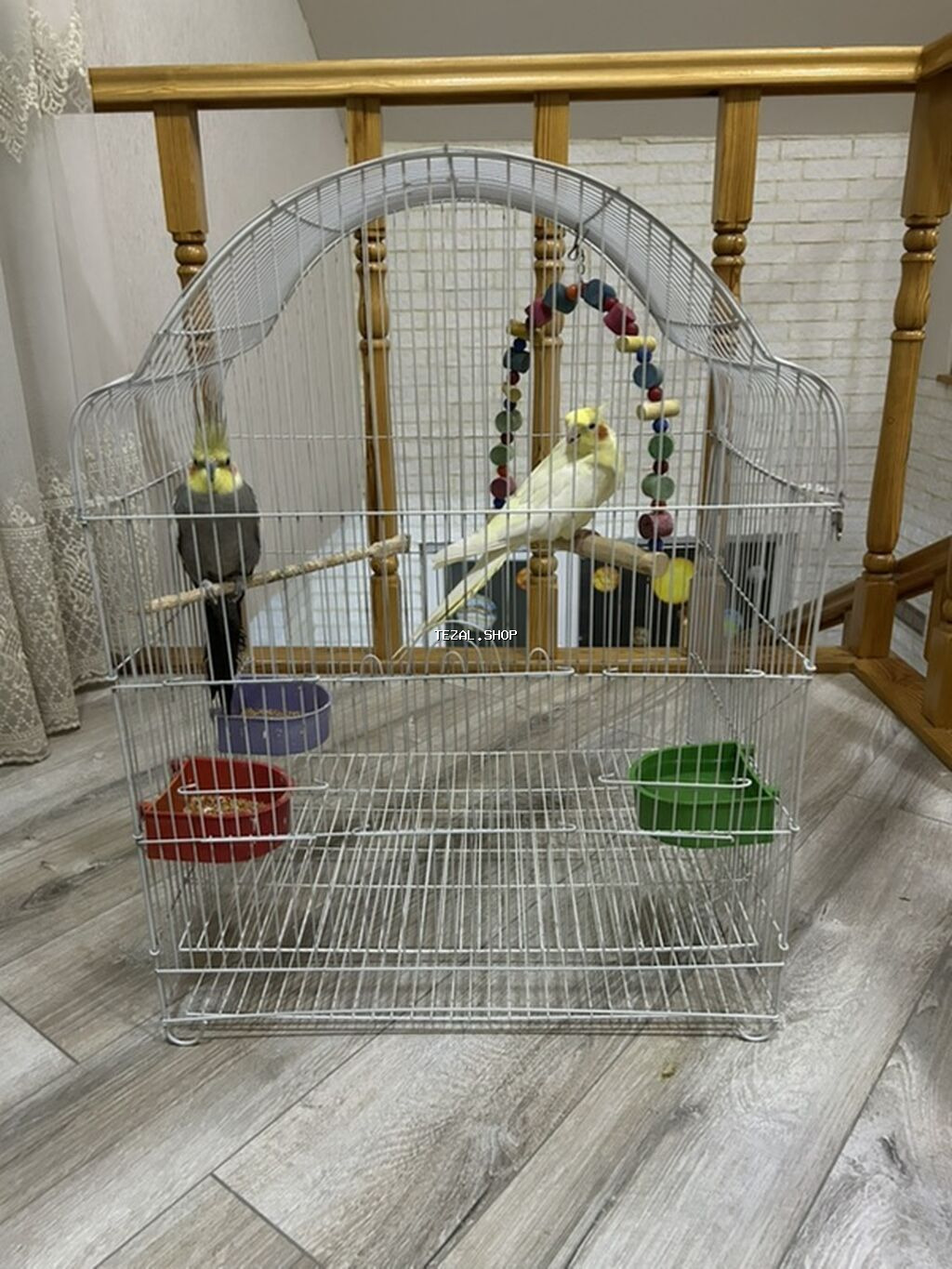 2 korella satılır, qəfəslə və bütün əşyalarıyla birgə 80 manat son - şəkil 4