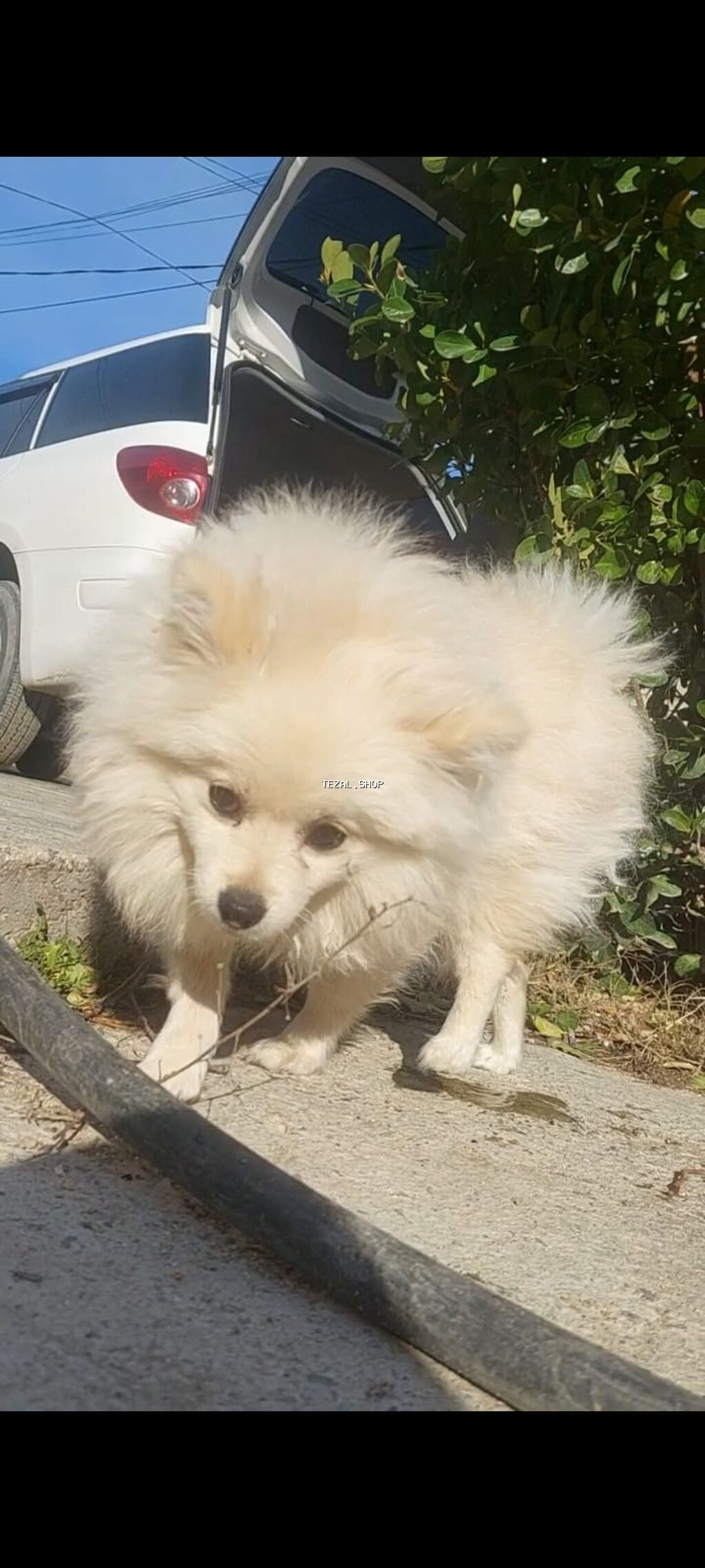 Şpitz, 9 ay, Dişi, Peyvəndli, Pulsuz çatdırılma