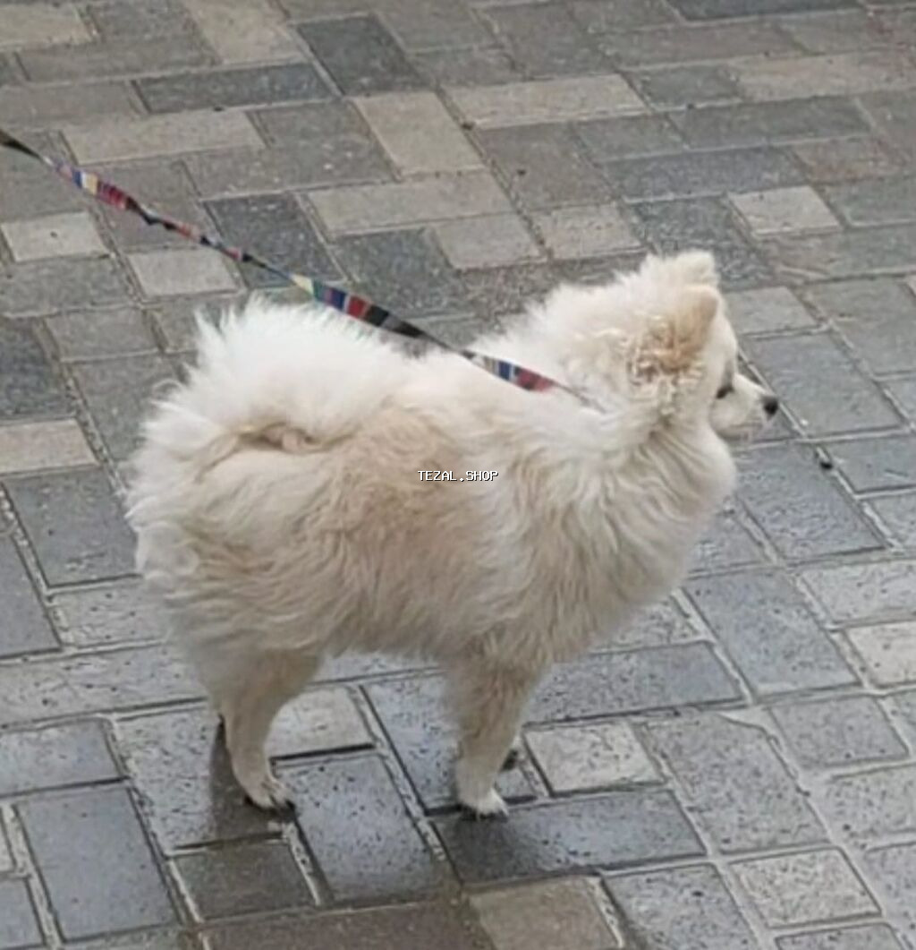 Şpitz, 9 ay, Dişi, Peyvəndli, Pulsuz çatdırılma - şəkil 2