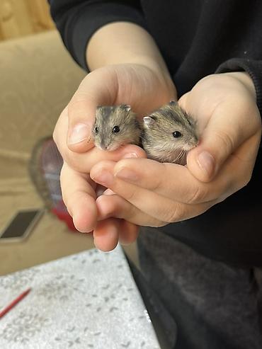 Cırtdan hamster balaları - Növ: Cırtdan (Djungarian/Sibirya tipli) - şəkil 2