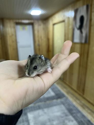 Cırtdan hamster balaları - Növ: Cırtdan (Djungarian/Sibirya tipli) - şəkil 4