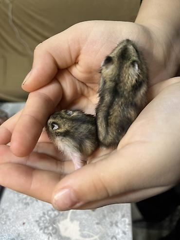 Cırtdan hamster balaları - Növ: Cırtdan (Djungarian/Sibirya tipli) - şəkil 3