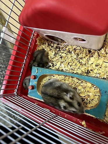 Cırtdan xomyaklar (Dzungarian/campbell tipli) – evdə baxım üçün - şəkil 5