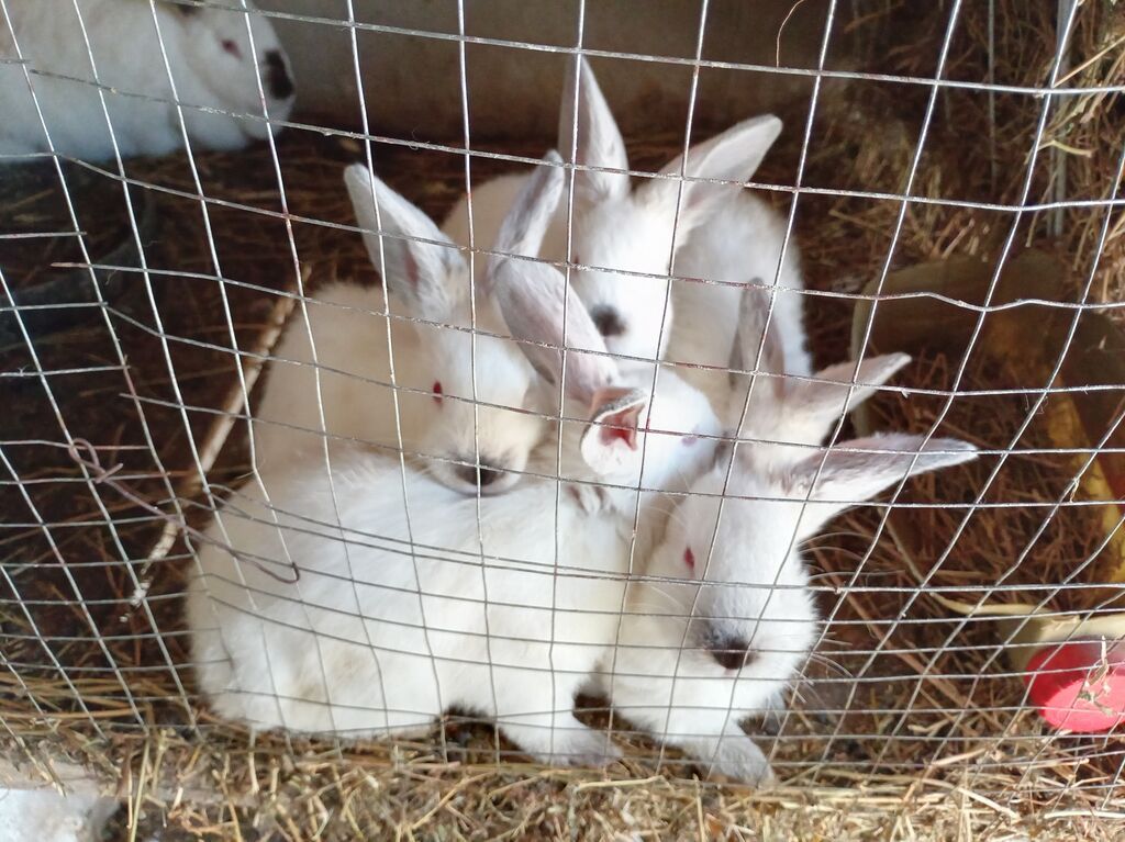 Kaliforniya sortu cins ətlik dovşanlar 2 ayliqdilar