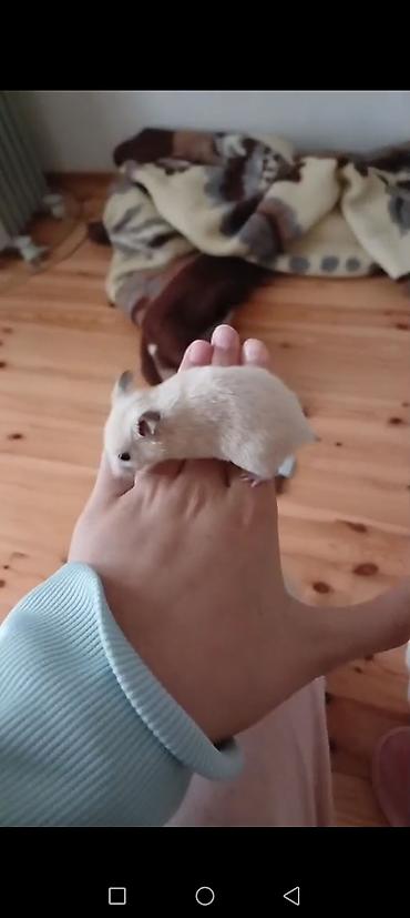 Növ: Hamster (ev heyvanı) Rənglər: krem, açıq qəhvəyi-ağ qarışıq - şəkil 3
