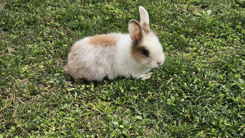 Məhsul: Dekorativ dovşan Təsvir: - Rəng: ağ-qonur (xalalı), üzü və