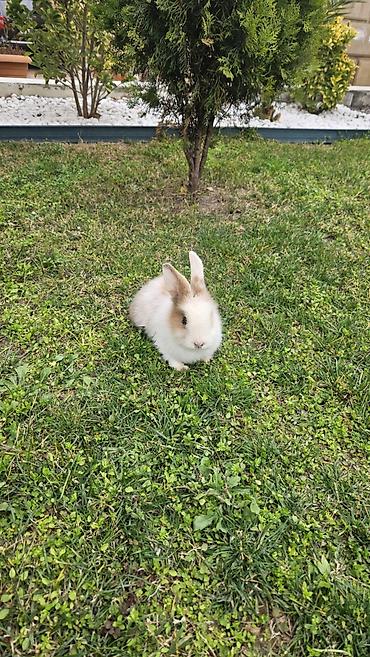 Məhsul: Dekorativ dovşan Təsvir: - Rəng: ağ-qonur (xalalı), üzü və - şəkil 5