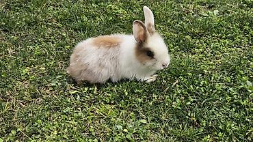 Məhsul: Dekorativ dovşan Təsvir: - Rəng: ağ-qonur (xalalı), üzü və - şəkil 2