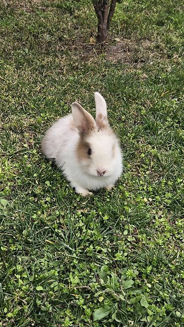 Məhsul: Dekorativ dovşan Təsvir: - Rəng: ağ-qonur (xalalı), üzü və - şəkil 4