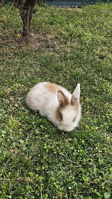 Məhsul: Dekorativ dovşan Təsvir: - Rəng: ağ-qonur (xalalı), üzü və - şəkil 3