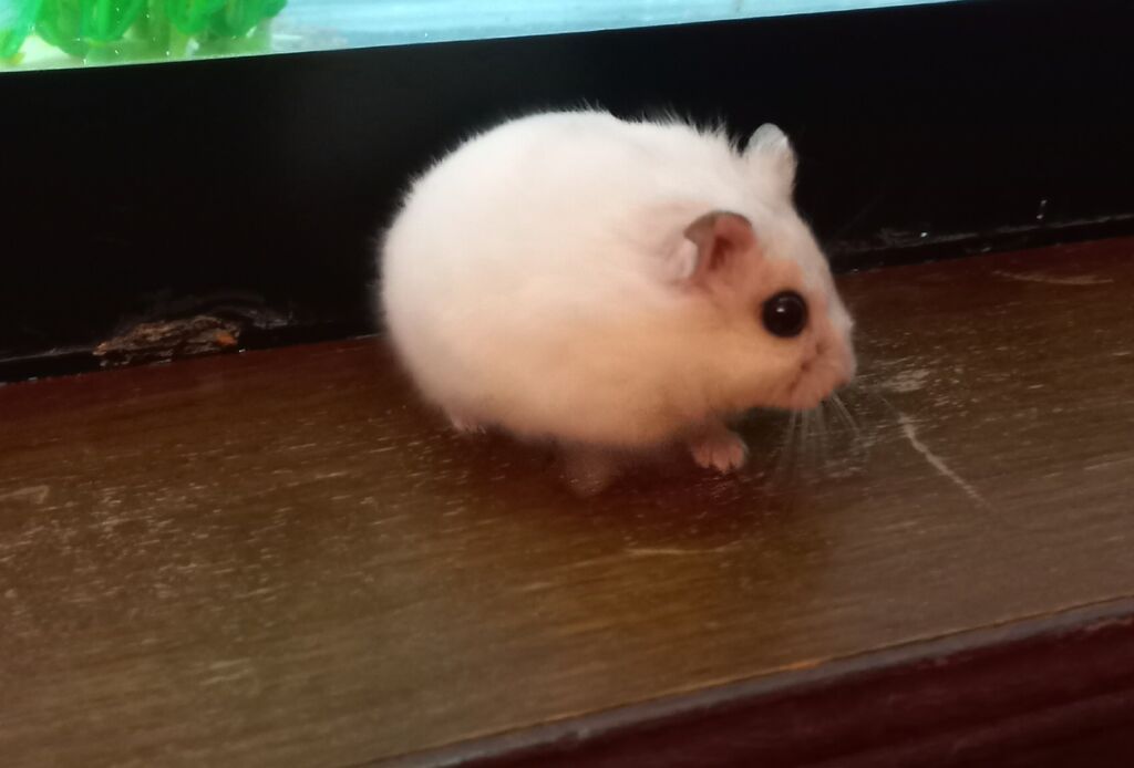 Hamster 3 eden qalib unvan şüvəlan