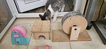 Ayın 19 /31 kimi narahat eliyə bilərsiz - şəkil 3