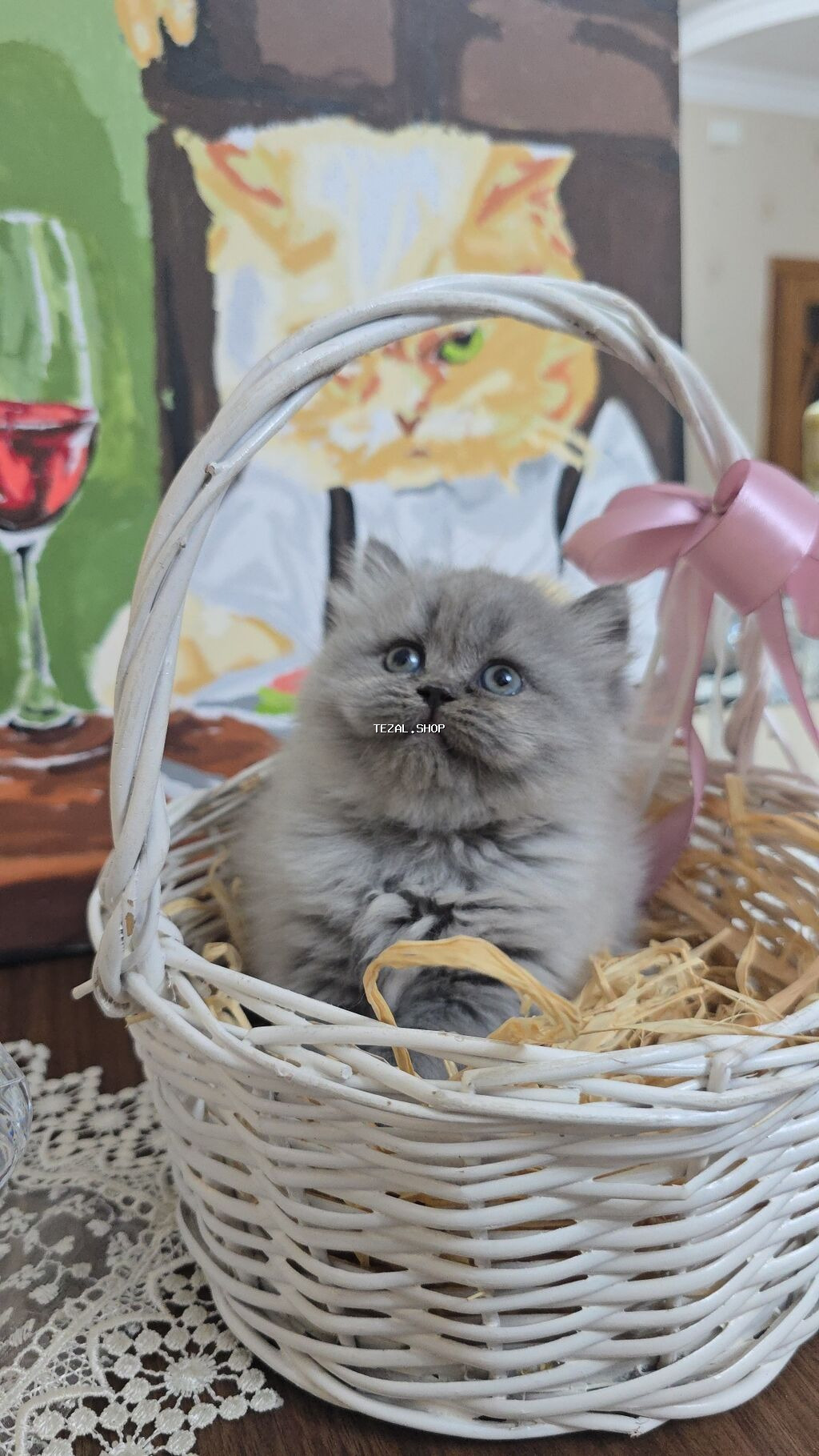 Boz tüklü balaca pişik balası - Cinsə bənzər: uzun tüklü, yumşaq və