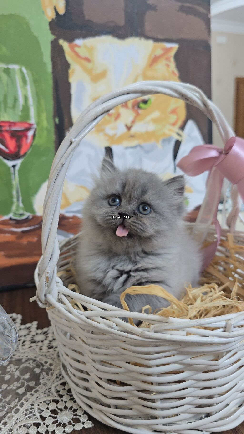 Boz tüklü balaca pişik balası - Cinsə bənzər: uzun tüklü, yumşaq və - şəkil 2