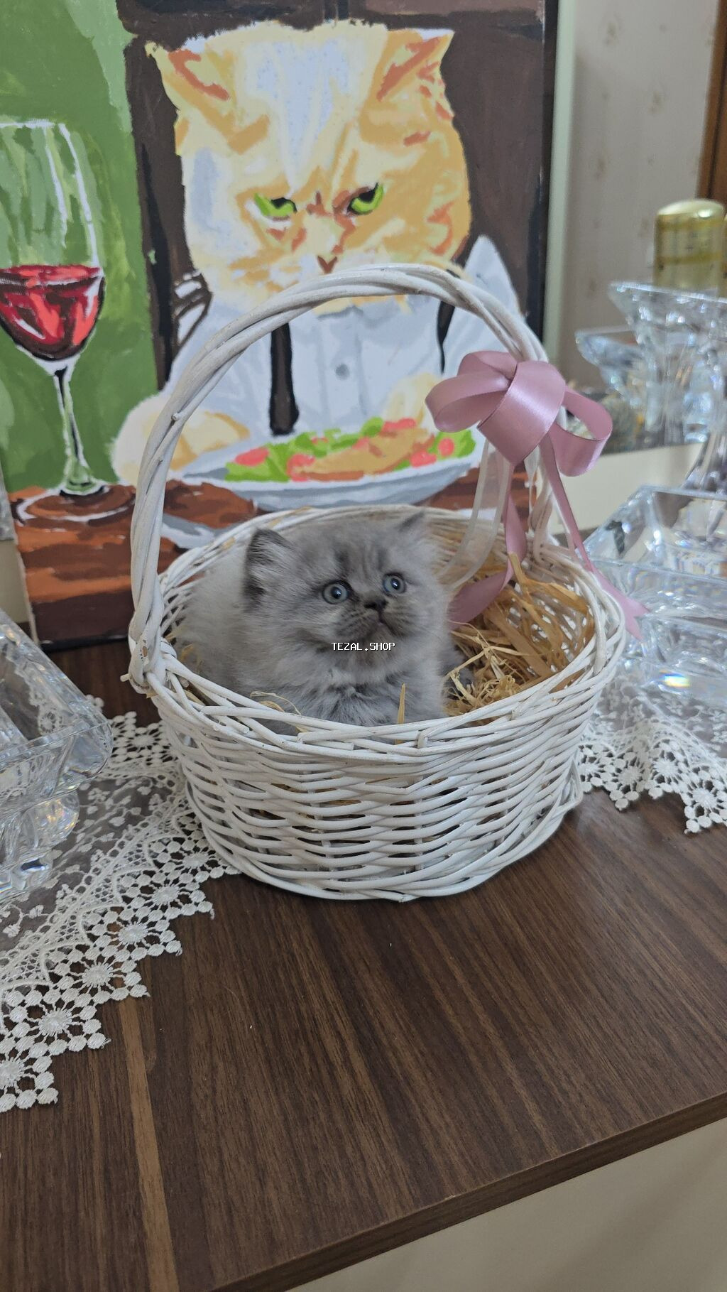 Boz tüklü balaca pişik balası - Cinsə bənzər: uzun tüklü, yumşaq və - şəkil 3