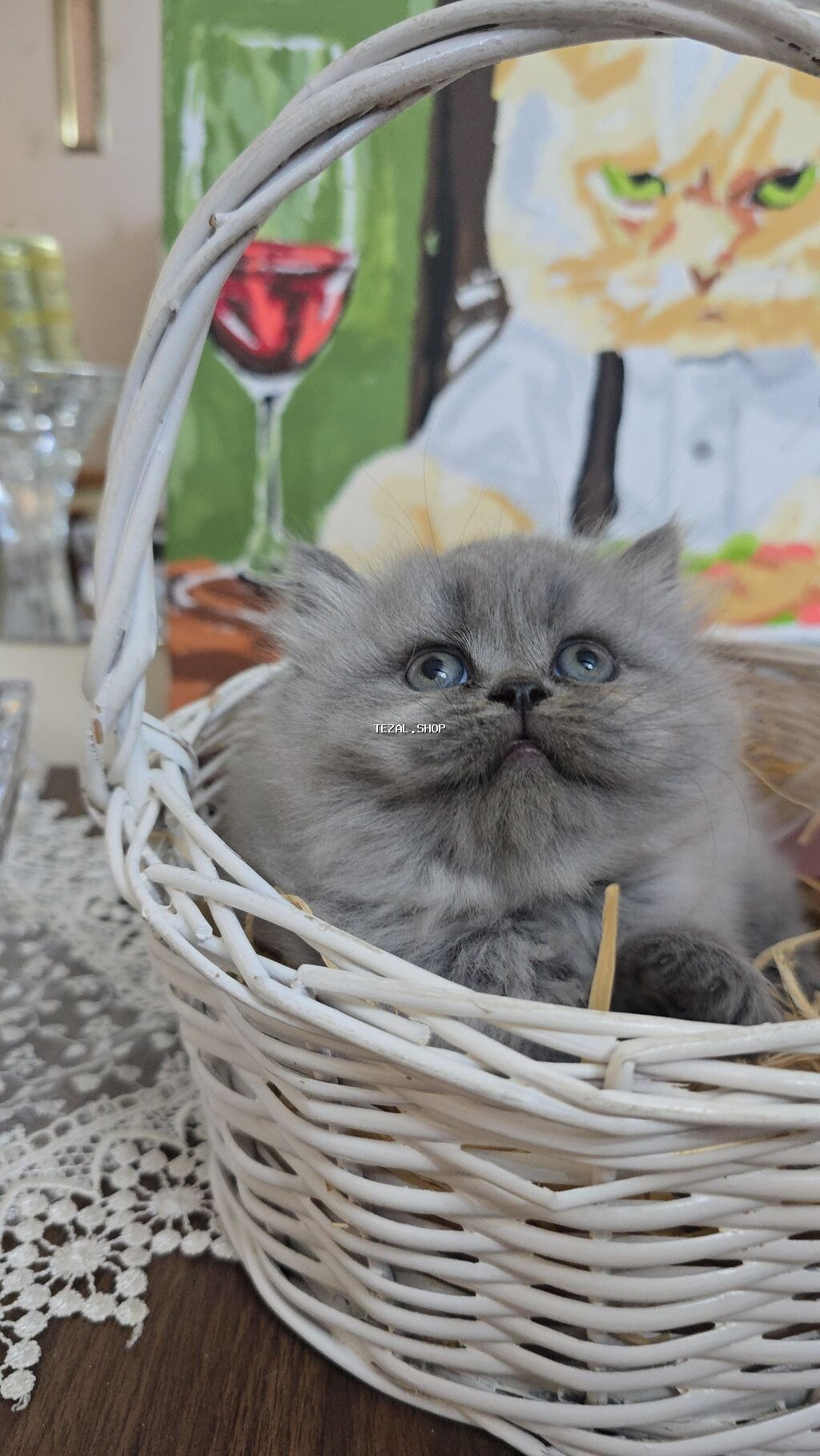 Boz tüklü balaca pişik balası - Cinsə bənzər: uzun tüklü, yumşaq və - şəkil 4