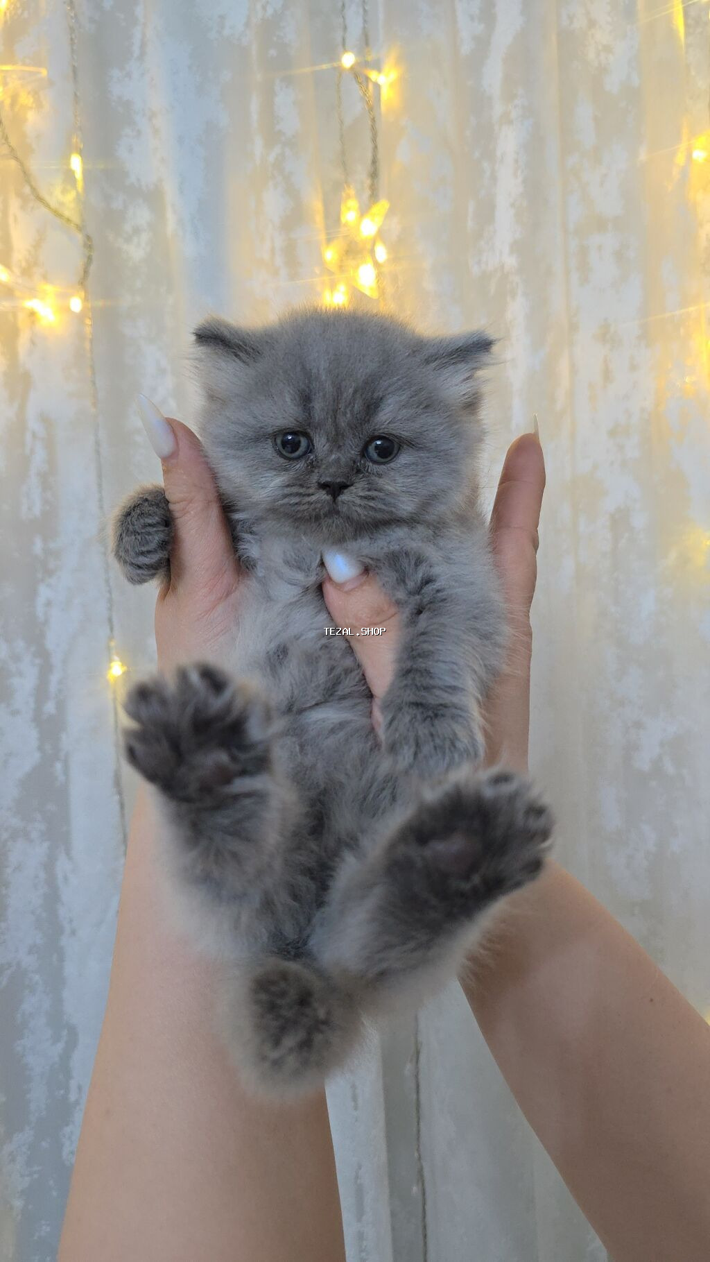 Boz tüklü balaca pişik balası - Cinsə bənzər: uzun tüklü, yumşaq və - şəkil 5