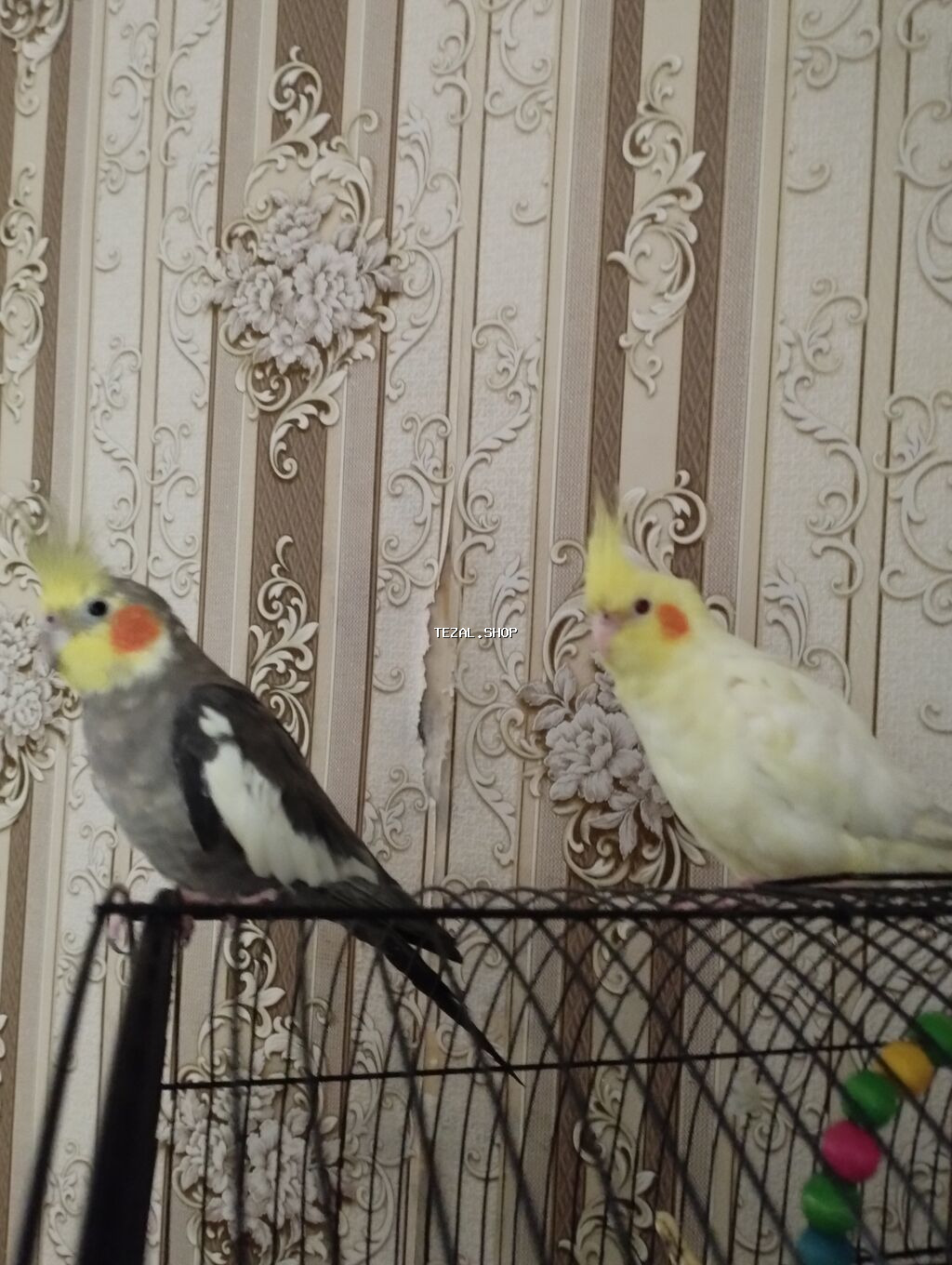 Cüt olaraq satılır sağlam ələ öyrədilmiş 7ayliq korella quşları. boz