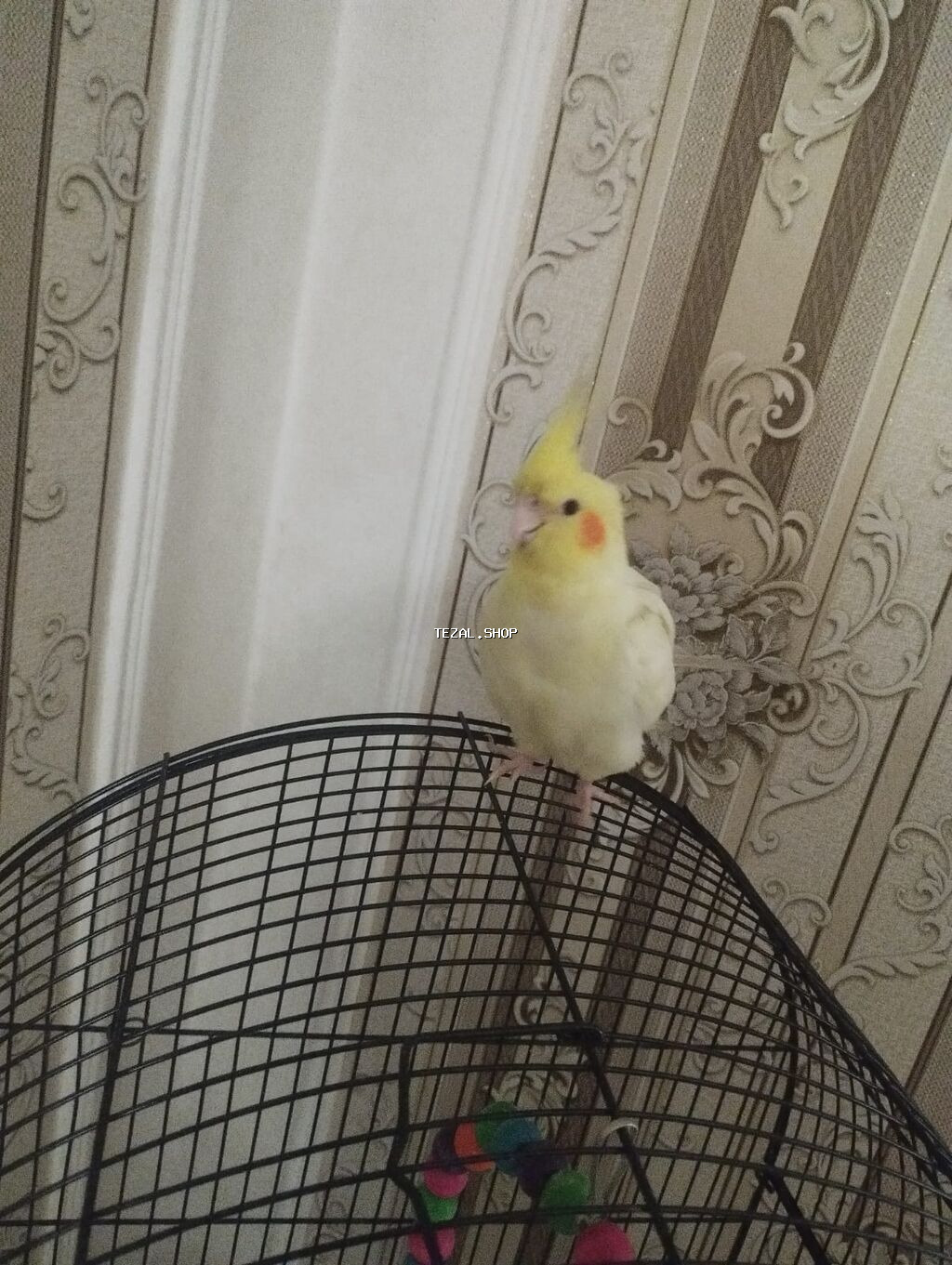 Cüt olaraq satılır sağlam ələ öyrədilmiş 7ayliq korella quşları. boz - şəkil 2