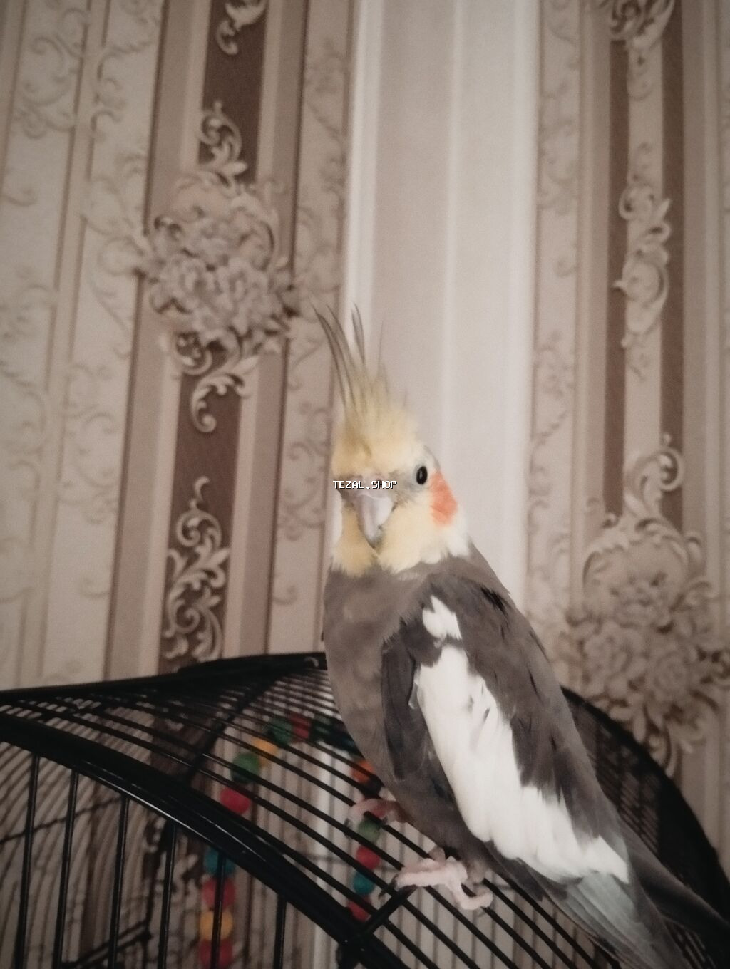 Cüt olaraq satılır sağlam ələ öyrədilmiş 7ayliq korella quşları. boz - şəkil 3