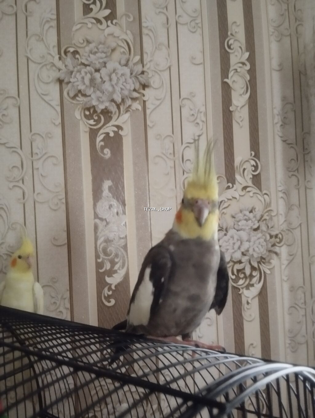 Cüt olaraq satılır sağlam ələ öyrədilmiş 7ayliq korella quşları. boz - şəkil 4