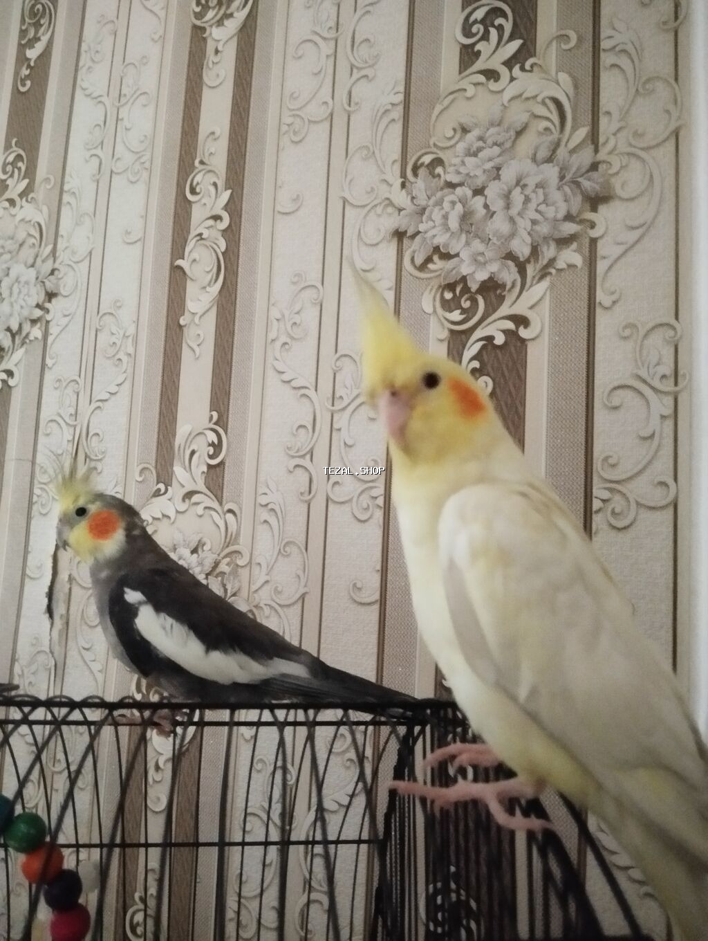 Cüt olaraq satılır sağlam ələ öyrədilmiş 7ayliq korella quşları. boz - şəkil 5