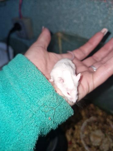 Ağ laboratoriya siçanı – albino növü - Rəng: tam ağ tüklü, qırmızı - şəkil 5