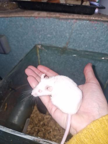 Ağ laboratoriya siçanı – albino növü - Rəng: tam ağ tüklü, qırmızı - şəkil 2