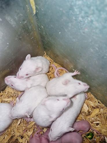 Ağ laboratoriya siçanı – albino növü - Rəng: tam ağ tüklü, qırmızı - şəkil 3