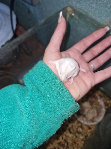 Ağ laboratoriya siçanı – albino növü - Rəng: tam ağ tüklü, qırmızı - şəkil 4