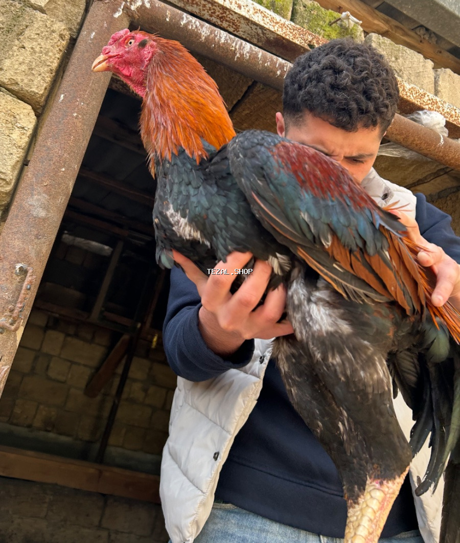 Doyus xoruzudu damazlig bir gozu