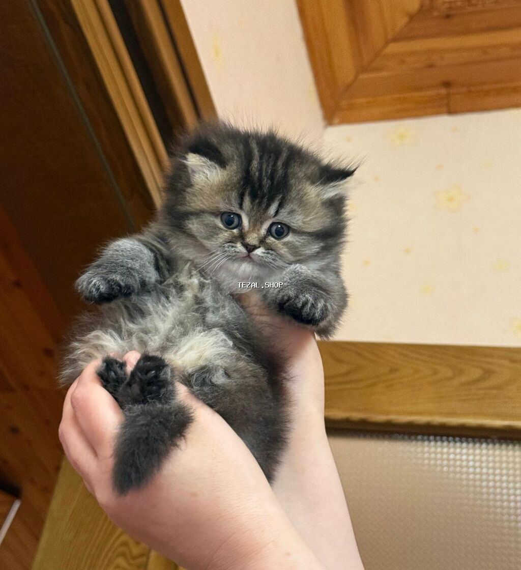 Her qiymete muxtelif cins pishiklerin satishi Shekilde olan butun