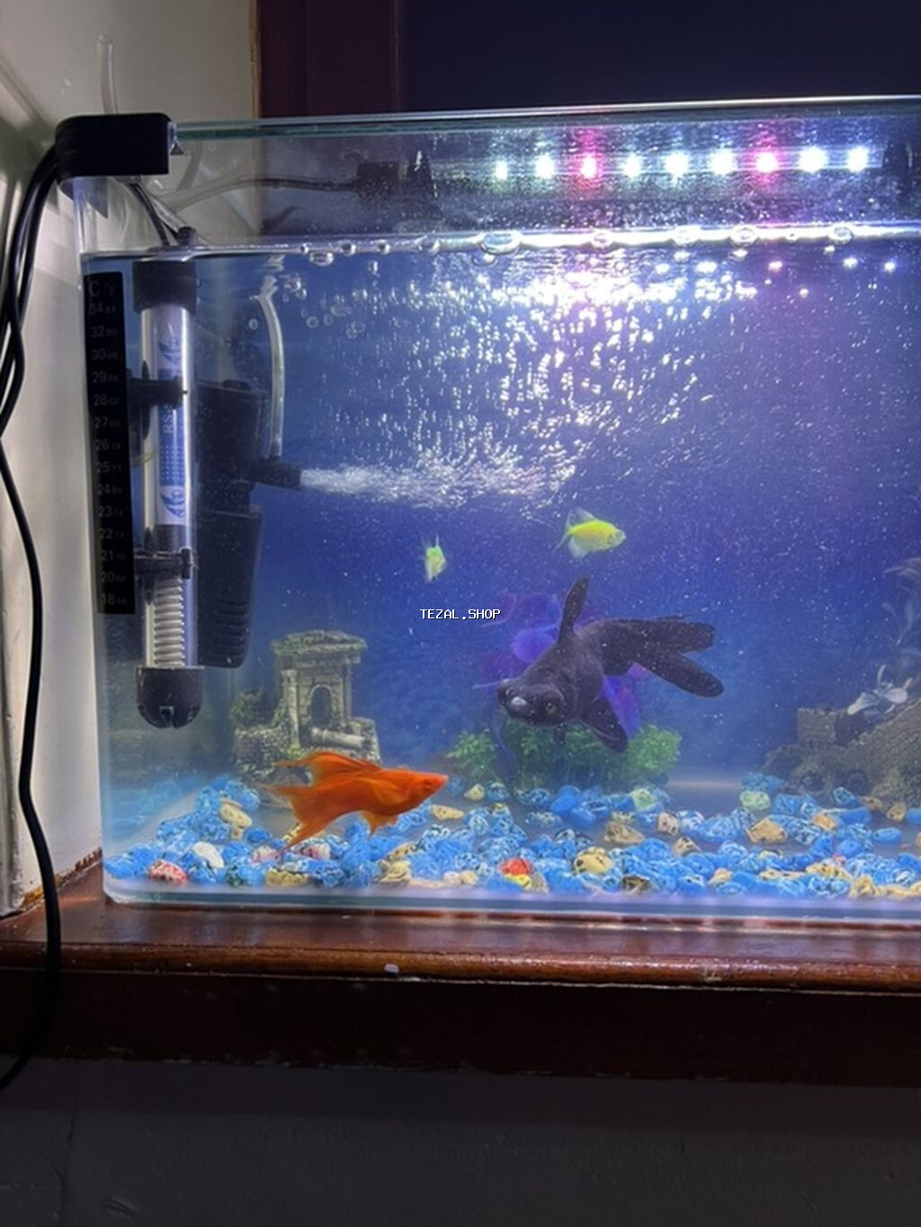 Akvaryum seti – tam işlək komplekt - Şəffaf şüşə akvaryum, düzbucaqlı