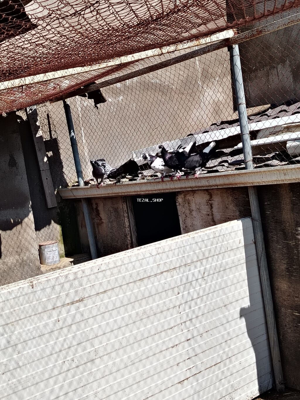 Satilir 13 dene 1 denesi 15 m noxani