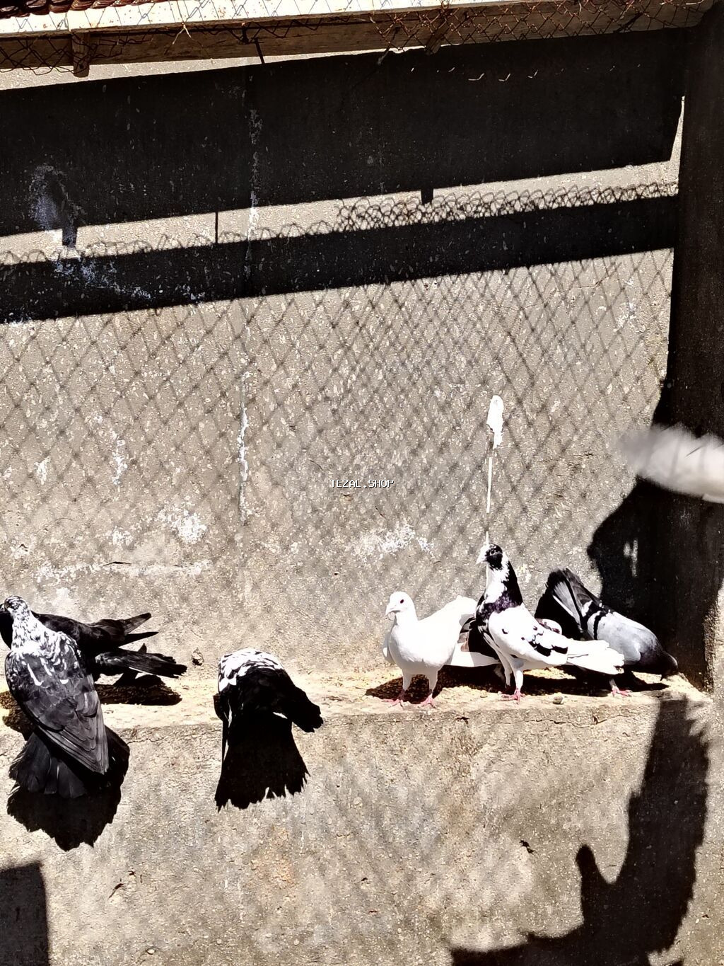 Satilir 13 dene 1 denesi 15 m noxani - şəkil 2