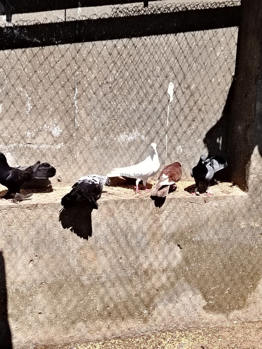 Satilir 13 dene 1 denesi 15 m noxani - şəkil 3