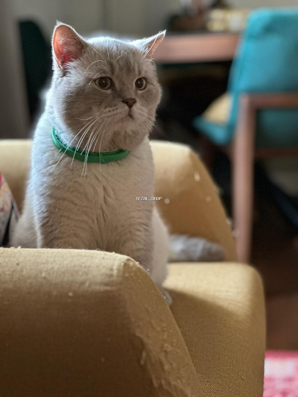 4 yaşlı Şotland erkək Scottish straight Blue Point şinşıla Mister