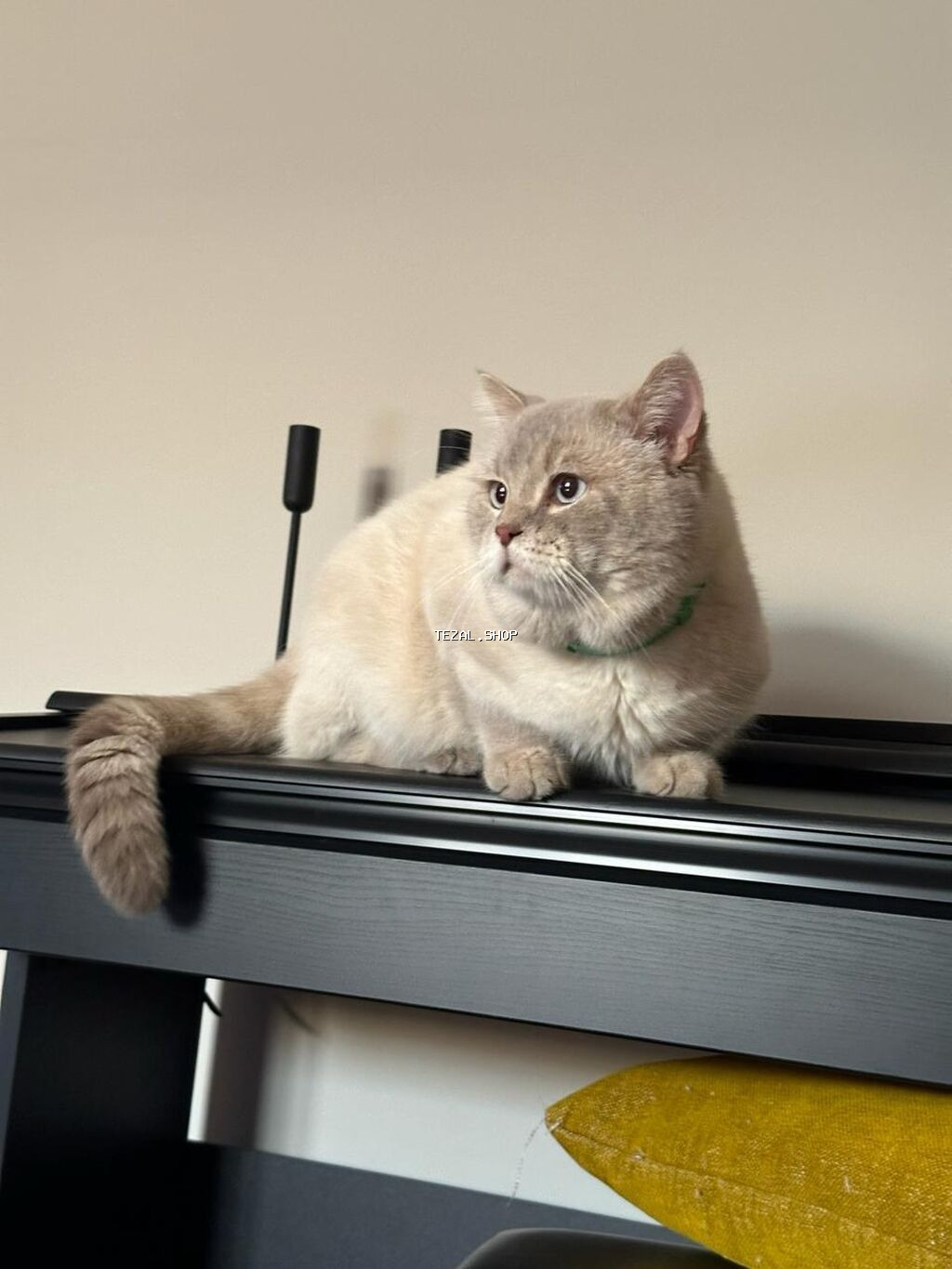 4 yaşlı Şotland erkək Scottish straight Blue Point şinşıla Mister - şəkil 2