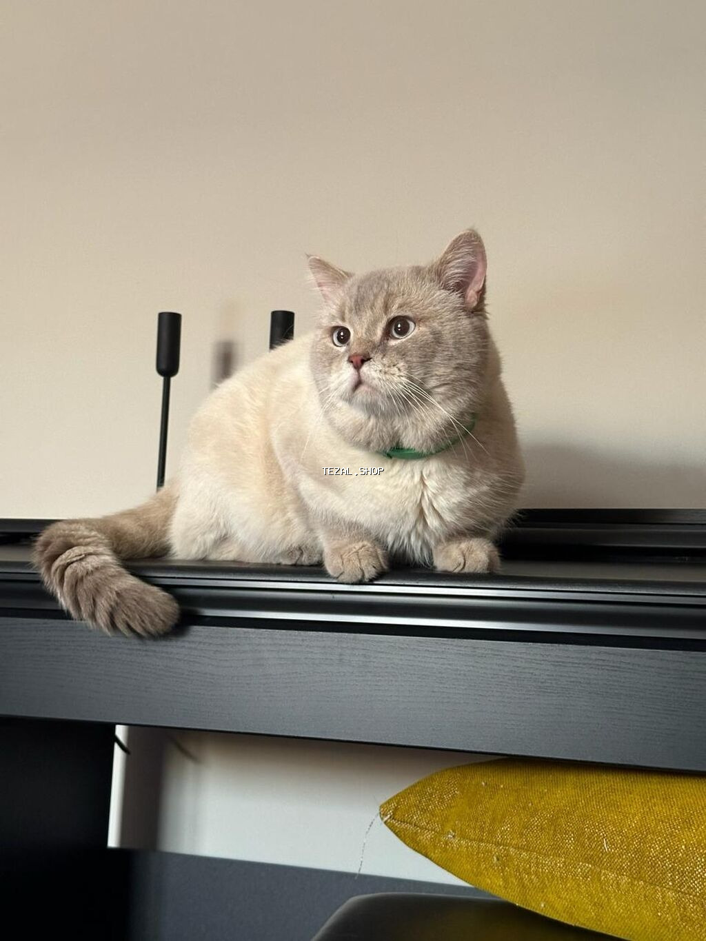 4 yaşlı Şotland erkək Scottish straight Blue Point şinşıla Mister - şəkil 3