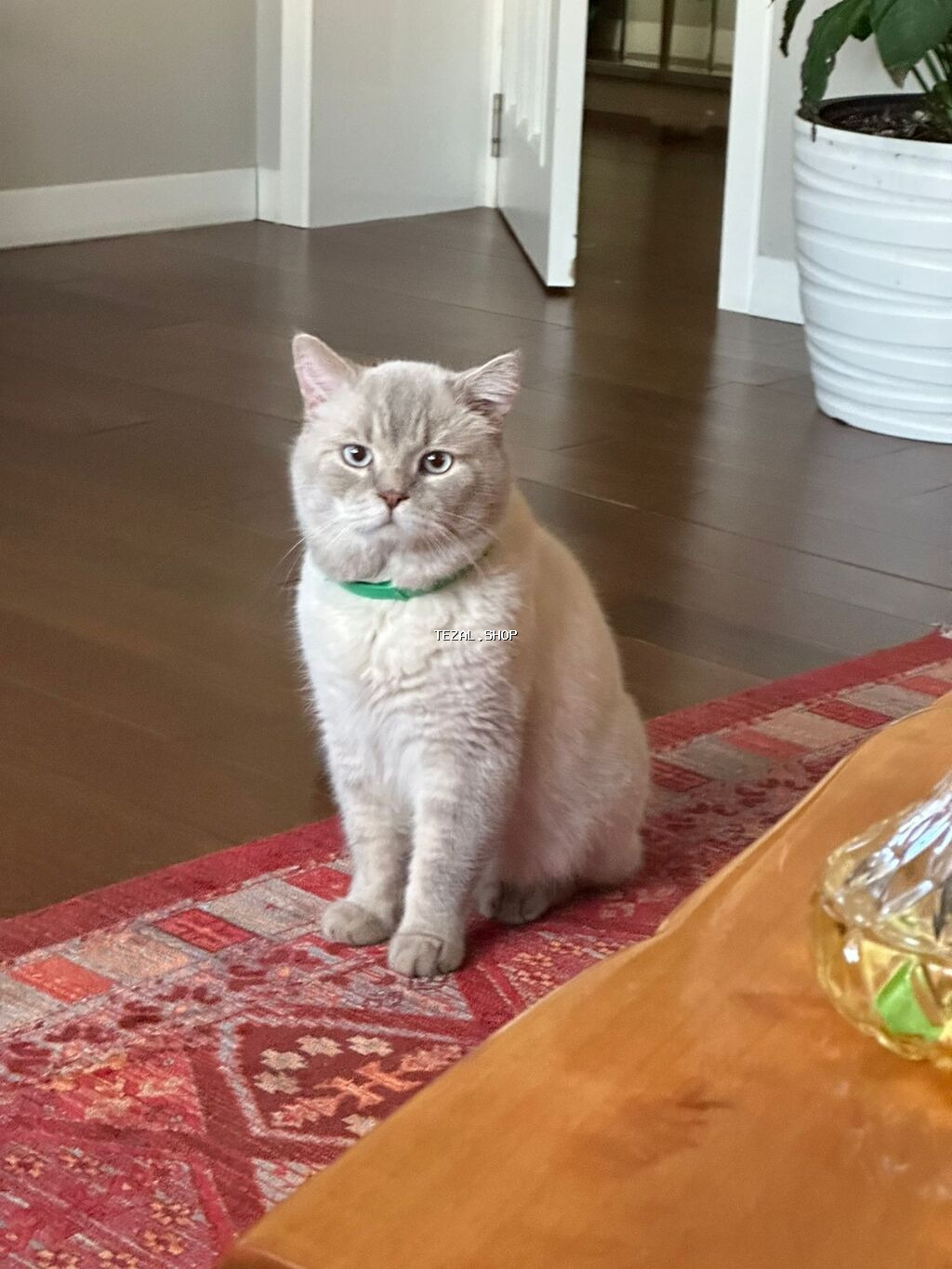 4 yaşlı Şotland erkək Scottish straight Blue Point şinşıla Mister - şəkil 4