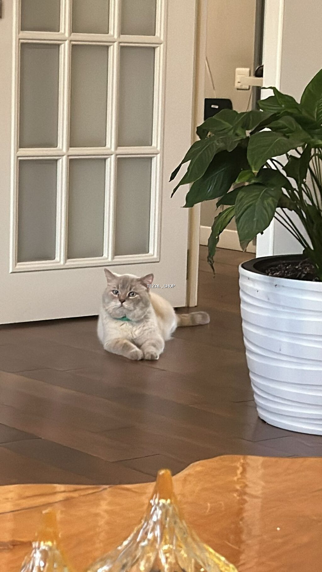 4 yaşlı Şotland erkək Scottish straight Blue Point şinşıla Mister - şəkil 5