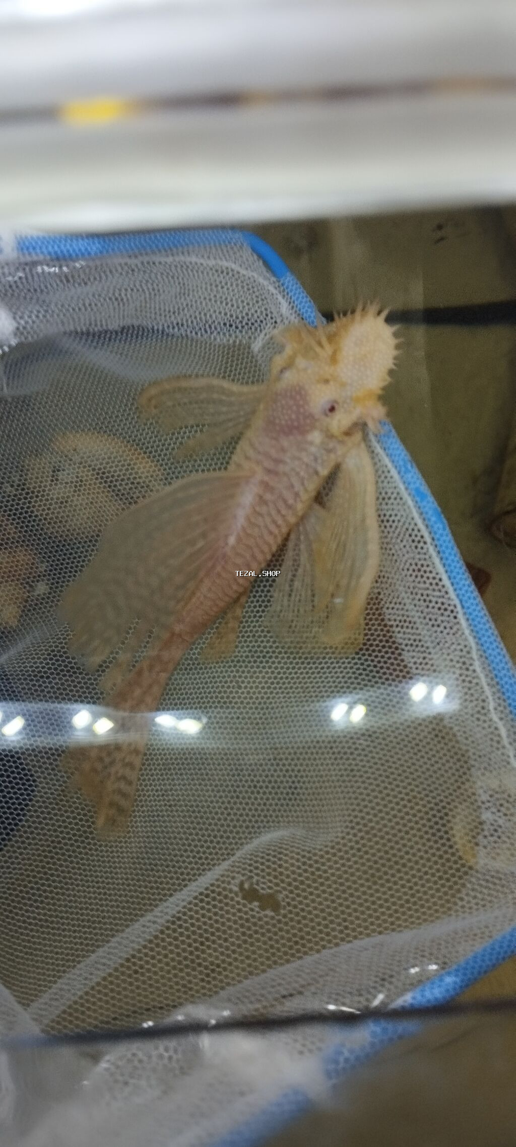 Məhsul: Akvarium üçün ancistrus (bristlenose pleco) balıqları – albino