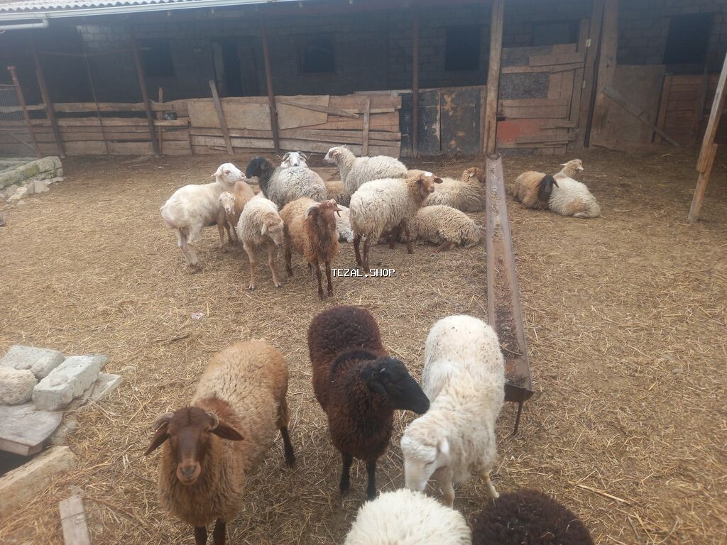 Digər heyvanlar - şəkil 2