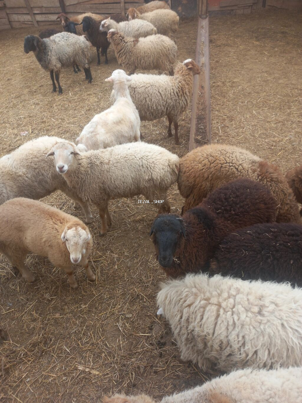 Digər heyvanlar - şəkil 3