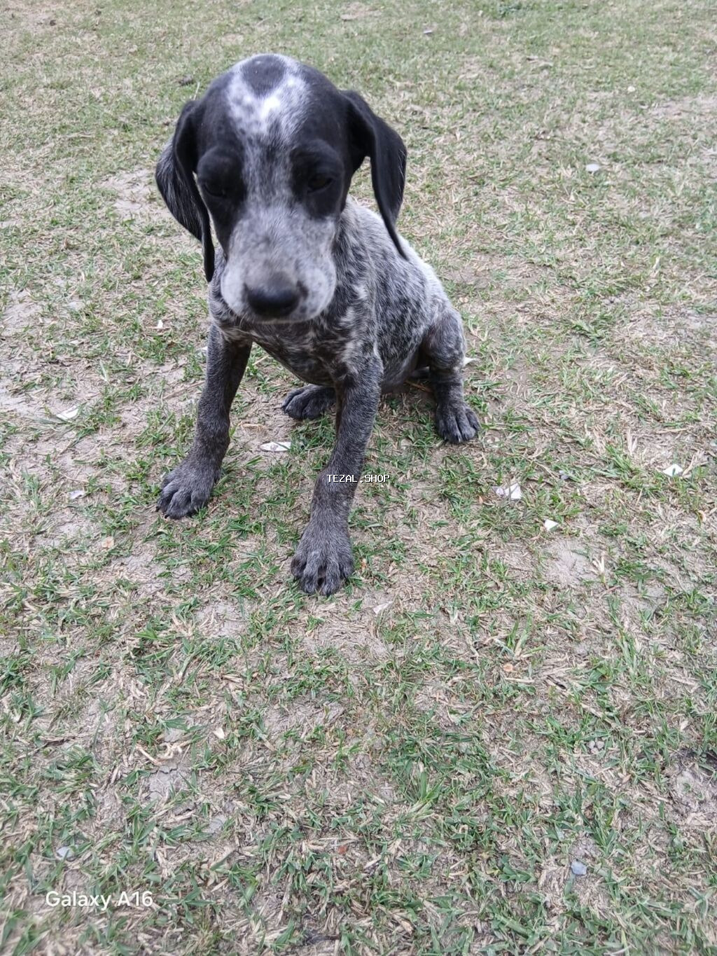 Kurtxar, 2 ay, Dişi, Peyvəndli, Ünvandan götürmə