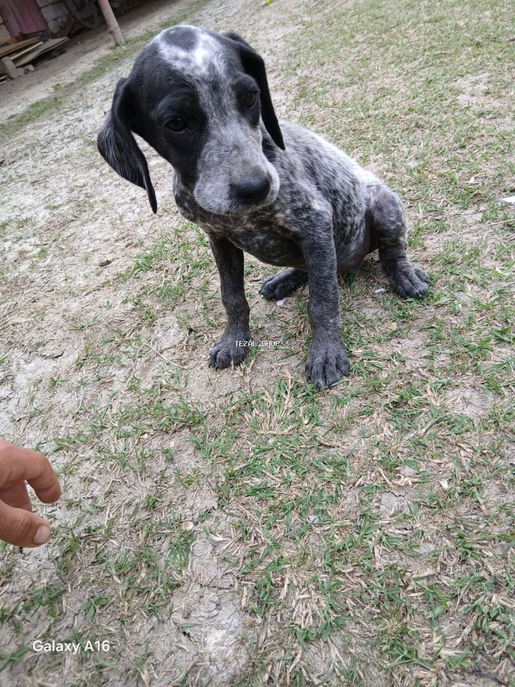 Kurtxar, 2 ay, Dişi, Peyvəndli, Ünvandan götürmə - şəkil 2
