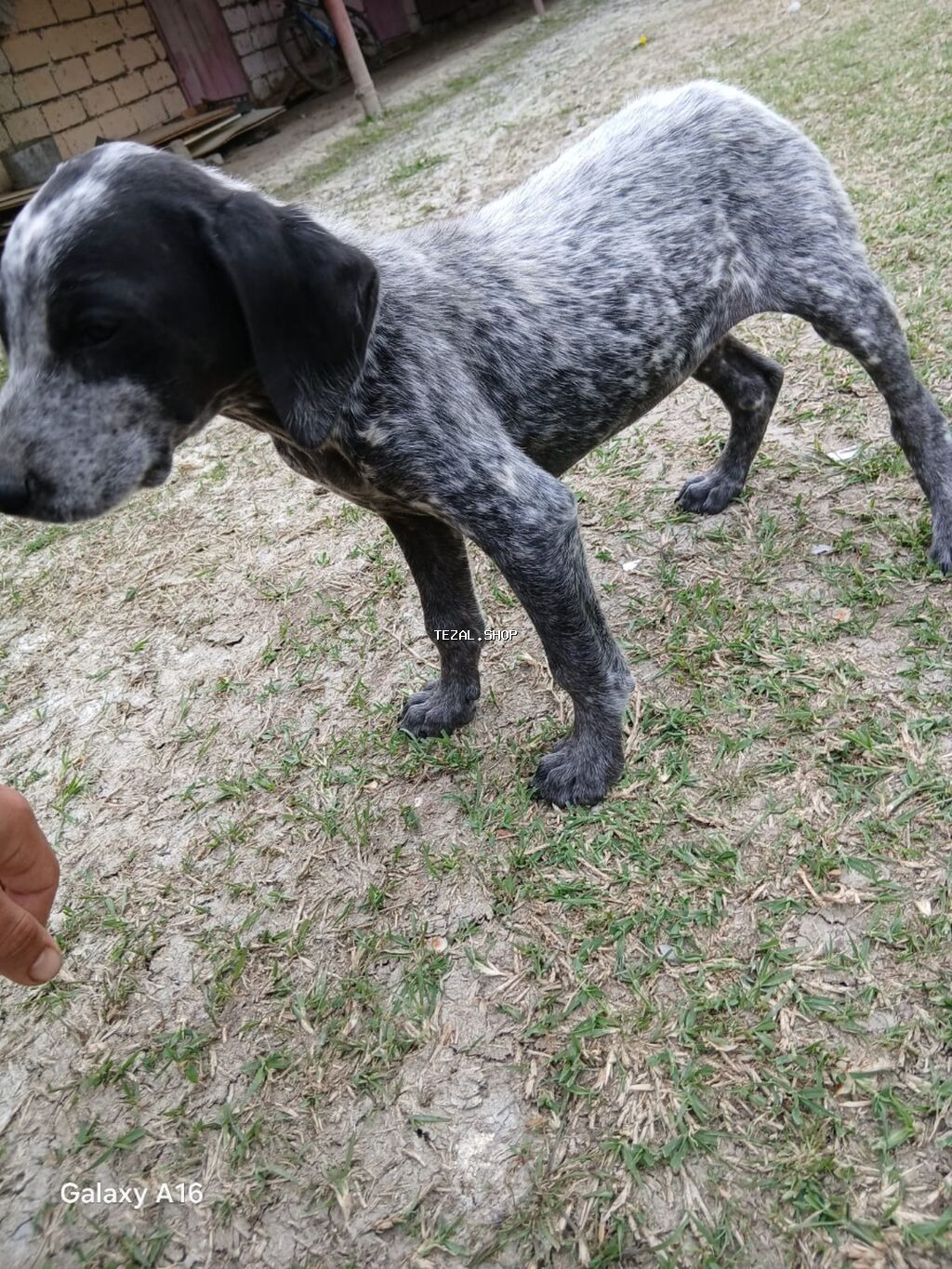 Kurtxar, 2 ay, Dişi, Peyvəndli, Ünvandan götürmə - şəkil 3