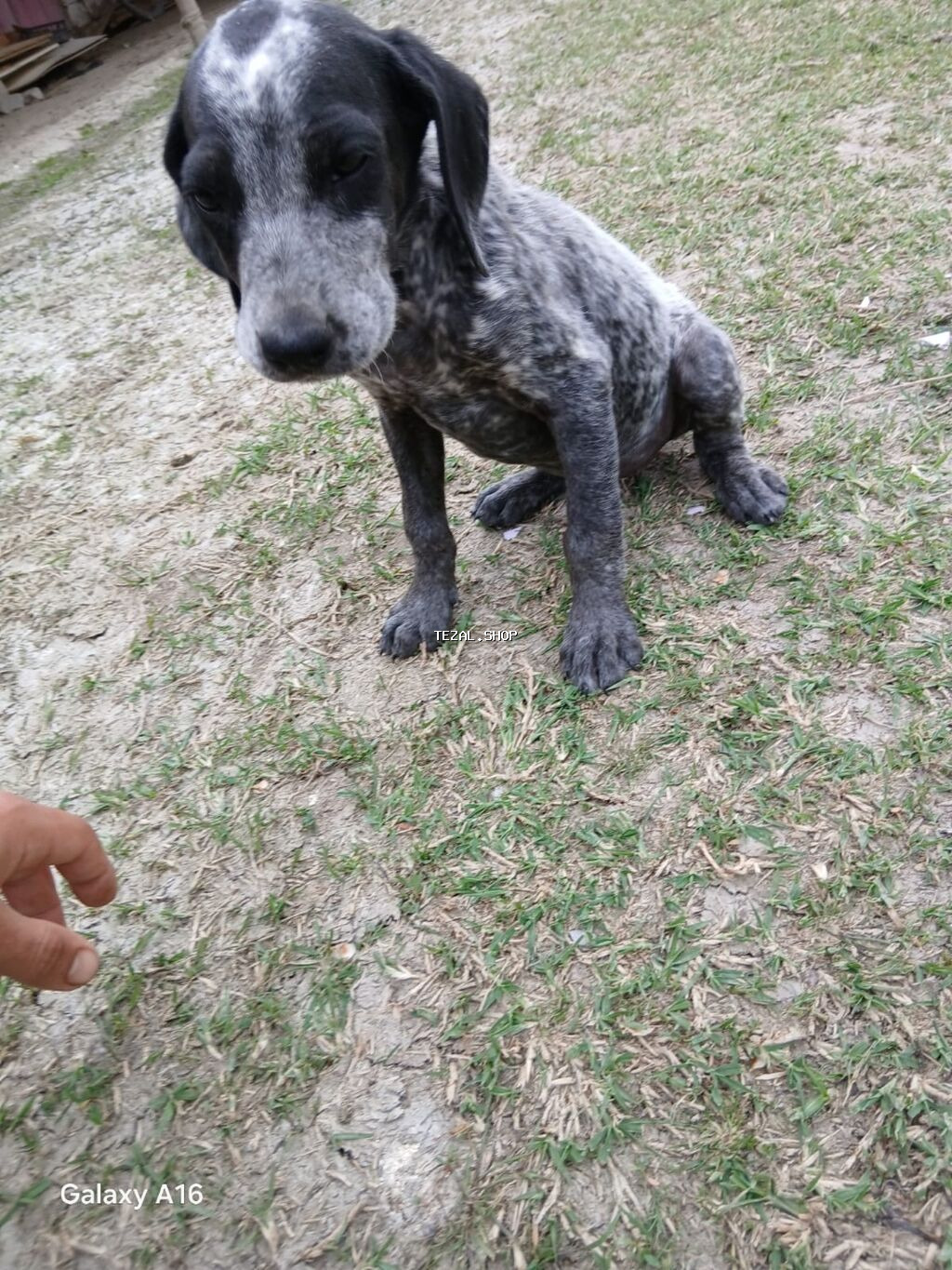 Kurtxar, 2 ay, Dişi, Peyvəndli, Ünvandan götürmə - şəkil 4