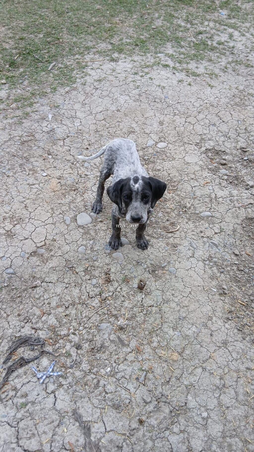 Kurtxar, 2 ay, Dişi, Peyvəndli, Ünvandan götürmə - şəkil 5